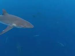 Image result for DeeperBlue.net Tribe (South London)