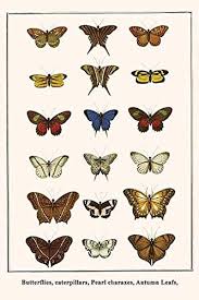 Attēlu rezultāti vaicājumam “Arctiidae”