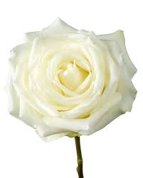 Image result for White Rose Polo Club