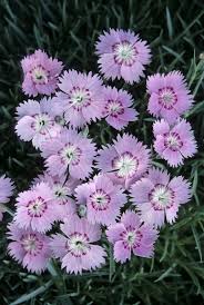 Image result for Dianthus gratianopolitanus