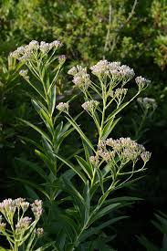 Attēlu rezultāti vaicājumam “Eupatorium cannabinum leaf”