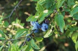 Attēlu rezultāti vaicājumam “Prunus spinosa”