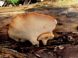 Attēlu rezultāti vaicājumam “Polyporus varius”