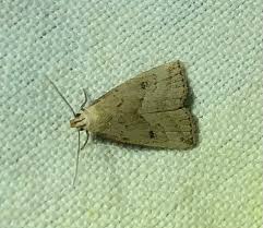 Attēlu rezultāti vaicājumam “Hypenodes humidalis”