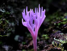 Attēlu rezultāti vaicājumam “Ramariopsis pulchella”