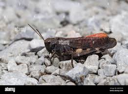 Attēlu rezultāti vaicājumam “Psophus stridulus”