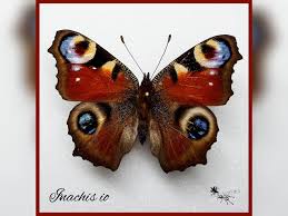 Attēlu rezultāti vaicājumam “Inachis io”