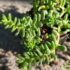 Attēlu rezultāti vaicājumam “Sedum album”