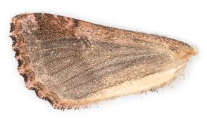 Attēlu rezultāti vaicājumam “Hadena rivularis”