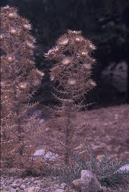 Image result for Ptilostemon afer