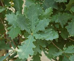 Attēlu rezultāti vaicājumam “Quercus robur”