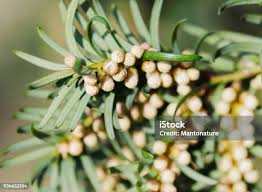 Attēlu rezultāti vaicājumam “Taxus baccata male flower”