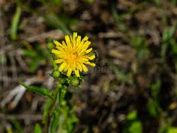 Attēlu rezultāti vaicājumam “Crepis tectorum”