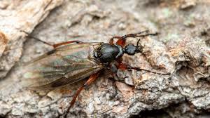 Attēlu rezultāti vaicājumam “Nematocera”