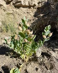 Attēlu rezultāti vaicājumam “Astragalus arenarius leaf”