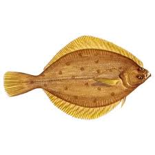 Image result for Limanda limanda