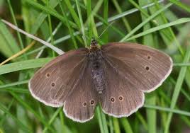 Attēlu rezultāti vaicājumam “Aphantopus hyperantus”