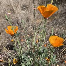 Attēlu rezultāti vaicājumam “Eschscholzia californica leaf”