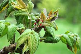 Attēlu rezultāti vaicājumam “Juglans cinerea leaf”