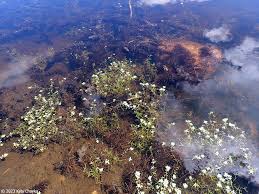 Attēlu rezultāti vaicājumam “Callitriche verna flower”