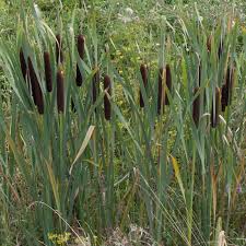 Attēlu rezultāti vaicājumam “Typha latifolia leaf”