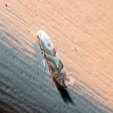 Attēlu rezultāti vaicājumam “Phyllonorycter apparella”