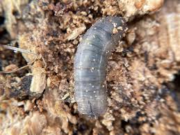 Attēlu rezultāti vaicājumam “Tipulidae larva”