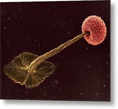 Attēlu rezultāti vaicājumam “Didymium sp.”