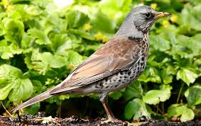 Attēlu rezultāti vaicājumam “Turdus pilaris”