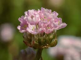 Attēlu rezultāti vaicājumam “Armeria vulgaris leaf”