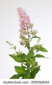 Attēlu rezultāti vaicājumam “Spiraea salicifolia flower”