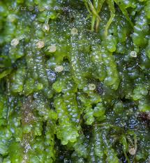 Attēlu rezultāti vaicājumam “Lejeunea cavifolia”