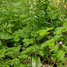 Attēlu rezultāti vaicājumam “Platanthera bifolia leaf”