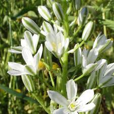 Attēlu rezultāti vaicājumam “Ornithogalum umbellatum”