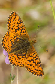 Attēlu rezultāti vaicājumam “Boloria aquilonaris”