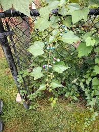 Attēlu rezultāti vaicājumam “Ampelopsis glandulosa var. brevipedunculata”