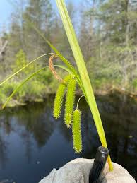 Attēlu rezultāti vaicājumam “Carex pseudocyperus female flower”