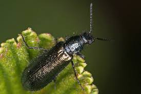 Attēlu rezultāti vaicājumam “Dasytes caeruleus imago”