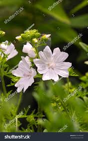 Attēlu rezultāti vaicājumam “Malva moschata alba flower”