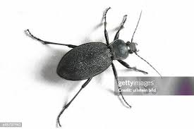 Attēlu rezultāti vaicājumam “Carabus coriaceus”