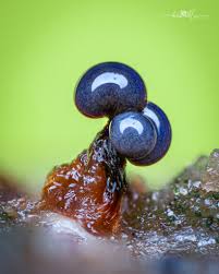 Attēlu rezultāti vaicājumam “Cribraria piriformis macro”