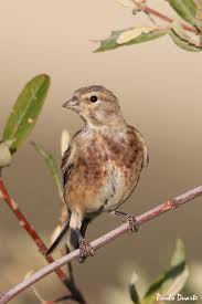 Attēlu rezultāti vaicājumam “Carduelis cannabina”