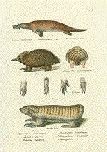 Attēlu rezultāti vaicājumam “Insectivora”