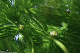 Attēlu rezultāti vaicājumam “Ceratophyllum submersum”