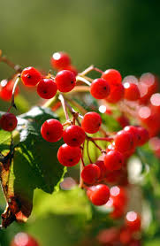Attēlu rezultāti vaicājumam “Viburnum opulus fruit”