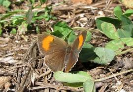 Attēlu rezultāti vaicājumam “Thecla betulae female”