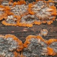 Attēlu rezultāti vaicājumam “Phlebia serialis”