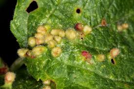 Attēlu rezultāti vaicājumam “Eriophyes padi”