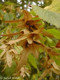Attēlu rezultāti vaicājumam “Carpinus betulus fruit”