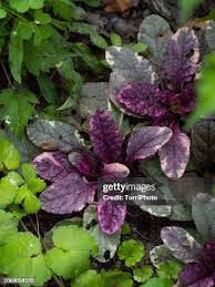 Attēlu rezultāti vaicājumam “Ajuga pyramidalis leaf”